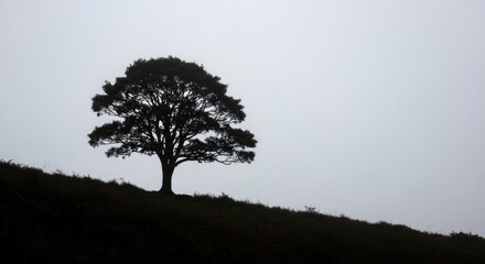 A silhouette of a tree on a hill against a light gray sky with a foggy and misty atmosphere view