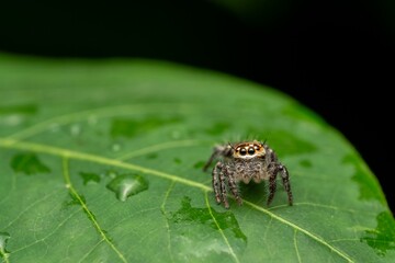 Detailed Macro Portrait of a Small Jumping Spider on a Vibrant Green Leaf