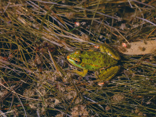 cute frog in a swamp