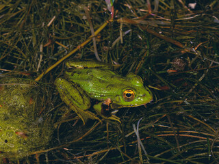 cute frog in a swamp