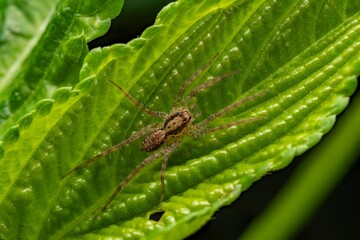 Intricate Macro Close-up of a Camouflaged Spider Resting on a Textured Green Leaf, Showcasing...
