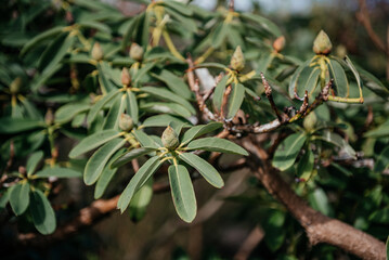 Rhododendron Auritum Branches with Flower Buds