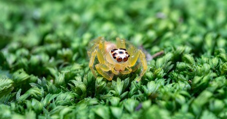 Macro photo of a yellow jumping spider with detailed eyes on vibrant green moss background