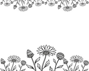 Delicate Daisies  Floral Illustration and vector floral frame background.
