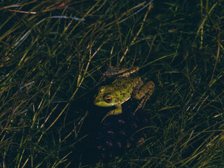 cute frog in a swamp