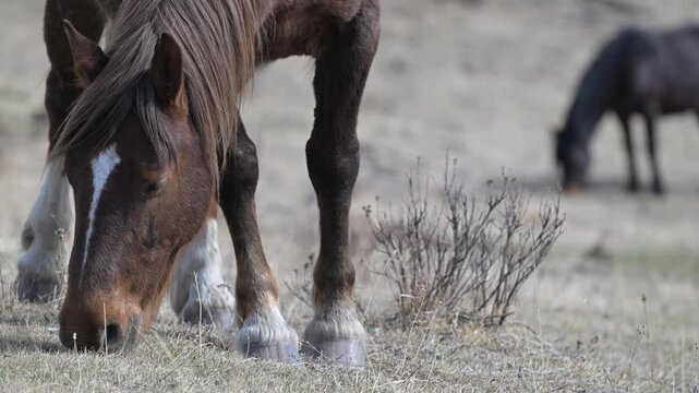Wild horses in the Alberta foothills in the spring