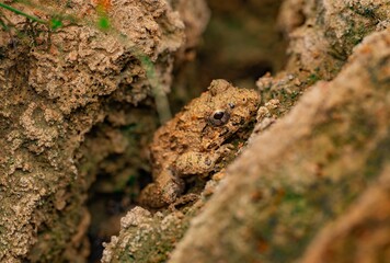 Perfectly camouflaged frog blending into dry soil and natural terrain in macro wildlife shot
