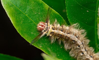 Close-Up of Brown Hairy Caterpillar Feeding on Leaf – Macro Wildlife Insect Clip	
