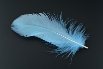 Obraz premium Light blue feather lying on a dark background.
