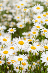 Fototapeta premium Cose up of blooming white daisies, chamomile with yellow centers growing in a lush meadow background. Oxeye daisy, Leucanthemum vulgare, Common daisy, Dog daisy. Gardening, plant breeding
