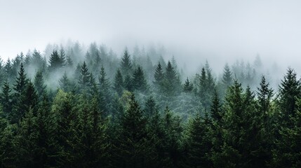 The dense pine forest is shrouded in mist and the greenery stands out against a soft white background, perfect for expressing tranquility or mystery, perfect as a backdrop for a nature theme.
