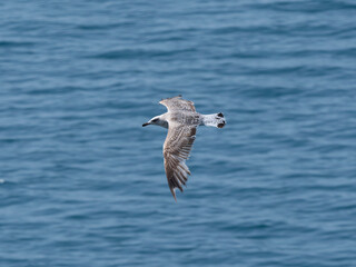 Fototapeta premium A beautiful seagull flying over the sea