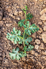 A young watermelon bush grows in the garden on the ground