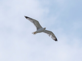 A graceful seagull soaring through the sky