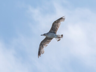 Obraz premium A graceful seagull soaring through the sky