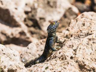 a beautiful lizard on the rock