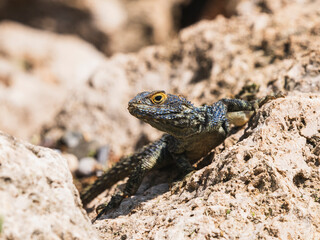 a beautiful lizard on the rock