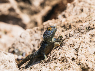 Fototapeta premium a beautiful lizard on the rock