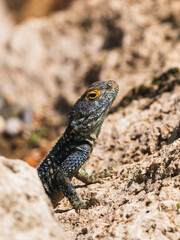 a beautiful lizard on the rock
