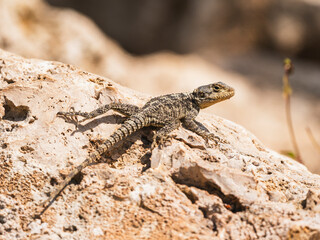 a beautiful lizard on the rock