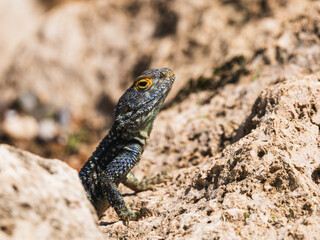 a beautiful lizard on the rock