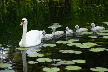 Mute swan (Cygnus olor) Anatidae family, with cute fluffy babies. Location: Cemetery Stoecken, Hanover - Germany. June 12, 2025