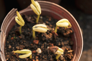 close up of seed