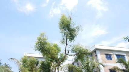 white house with trees