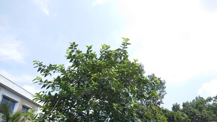 Tree with sky view