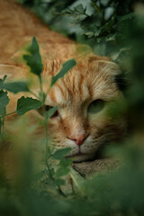 ginger cat in waiting