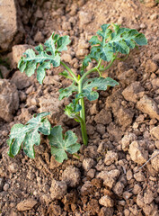 A young watermelon bush grows in the garden on the ground