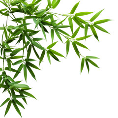 Fototapeta premium Lush Green Bamboo Leaves on Black Background,