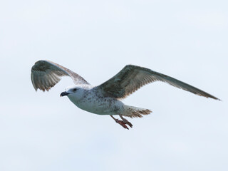 A graceful seagull soaring through the sky