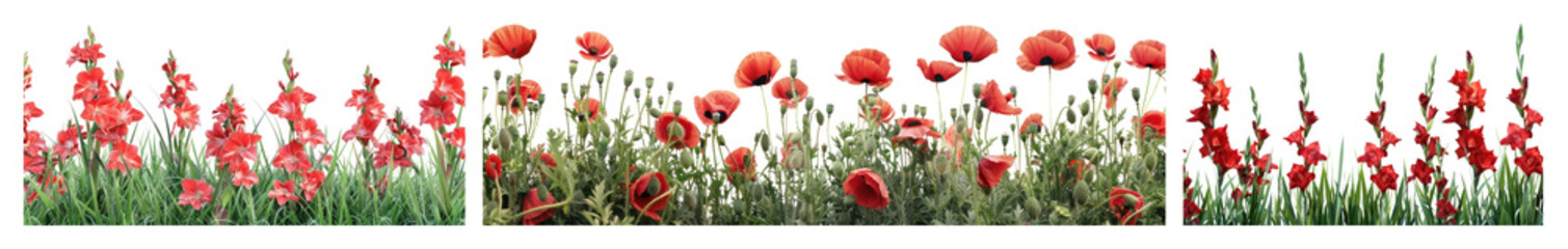 Fototapeta premium PNG Vibrant poppies in lush field, element set on transparent background