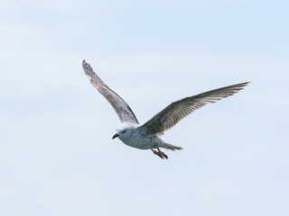 Fototapeta premium A graceful seagull soaring through the sky