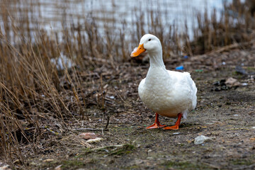A white duck with an orange beak stands on muddy ground near a lake, surrounded by dry reeds.