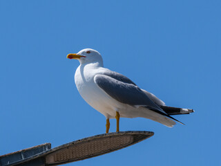 A graceful seagull perched atop a street lamp