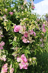 Pink flowers tree. High quality photo