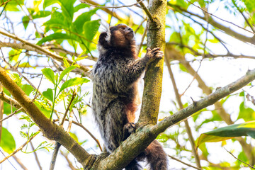 Marmoset Monkey in tropical rainforest tree Rio de Janeiro Brazil.