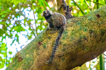 Marmoset Monkey in tropical rainforest tree Rio de Janeiro Brazil.
