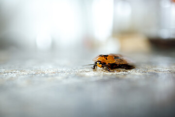 big cockroack archimandrita tesselata on the table in the house