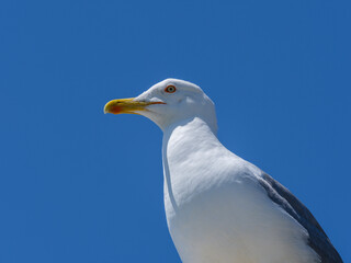 A close-up portrait of a cute seagull