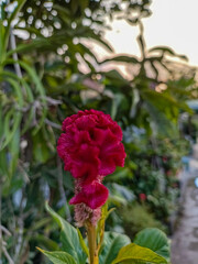 Beautiful flower photos from the flower garden. This plant is named the chicken comb flower or...