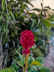 Beautiful flower photos from the flower garden. This plant is named the chicken comb flower or jewer kotok. Flowers with beautiful red color and unique shape.