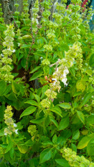 not focused on bees sucking the nectar of basil plants, basil tree background