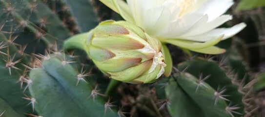 The image shows a Cereus jamacaru, also known as Mandacaru, or a Cereus repandus, also known as Peruvian Apple Cactus. These cacti are known for their tall, columnar growth and large, white, nocturnal