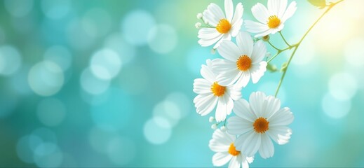 Delicate white cosmos flowers on a teal background