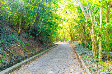 Fototapeta premium Walking path trail rainforest mountains in Rio de Janeiro Brazil.
