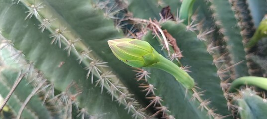 The image shows a Cereus jamacaru, also known as Mandacaru, or a Cereus repandus, also known as Peruvian Apple Cactus. These cacti are known for their tall, columnar growth and large, white, nocturnal