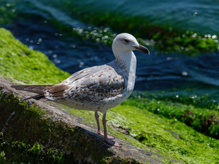 A cute seagull by the sea